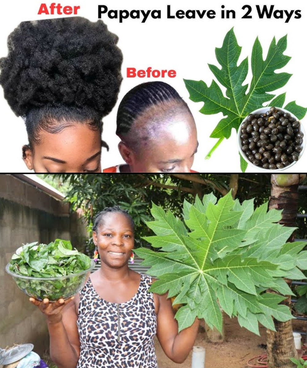 🌿 Papaya Leaves: The Secret to Thicker, Faster-Growing Hair