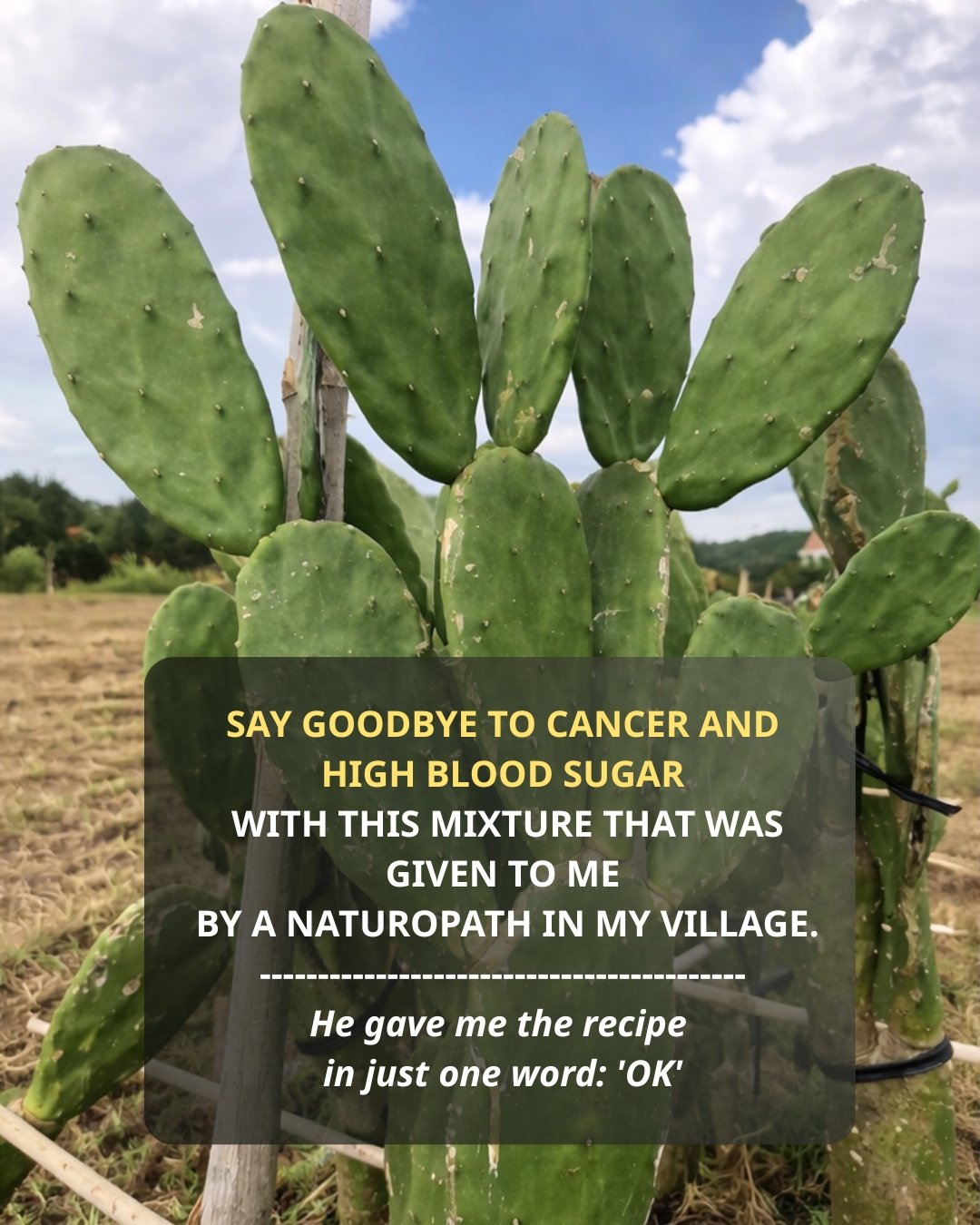 Nopal: The “Desert Miracle” Cactus and Its Potential Health Benefits