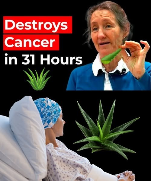 🌿 A Natural Path to Healing: Barbara O’Neill’s Holistic Approach to Cancer Support