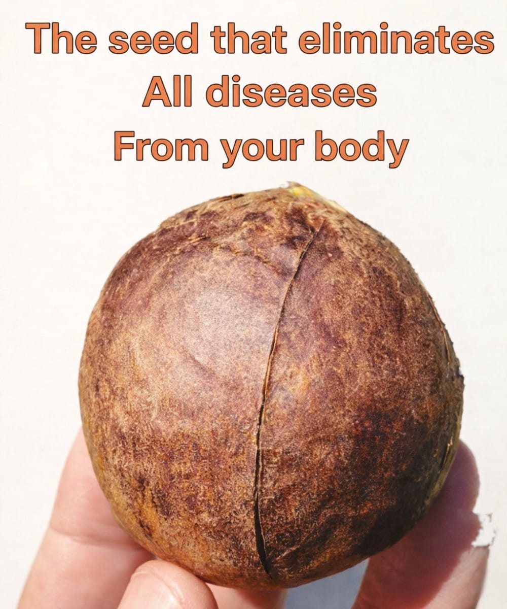 Avocado Seed Benefits: The Hidden Power in What You Usually Throw Away