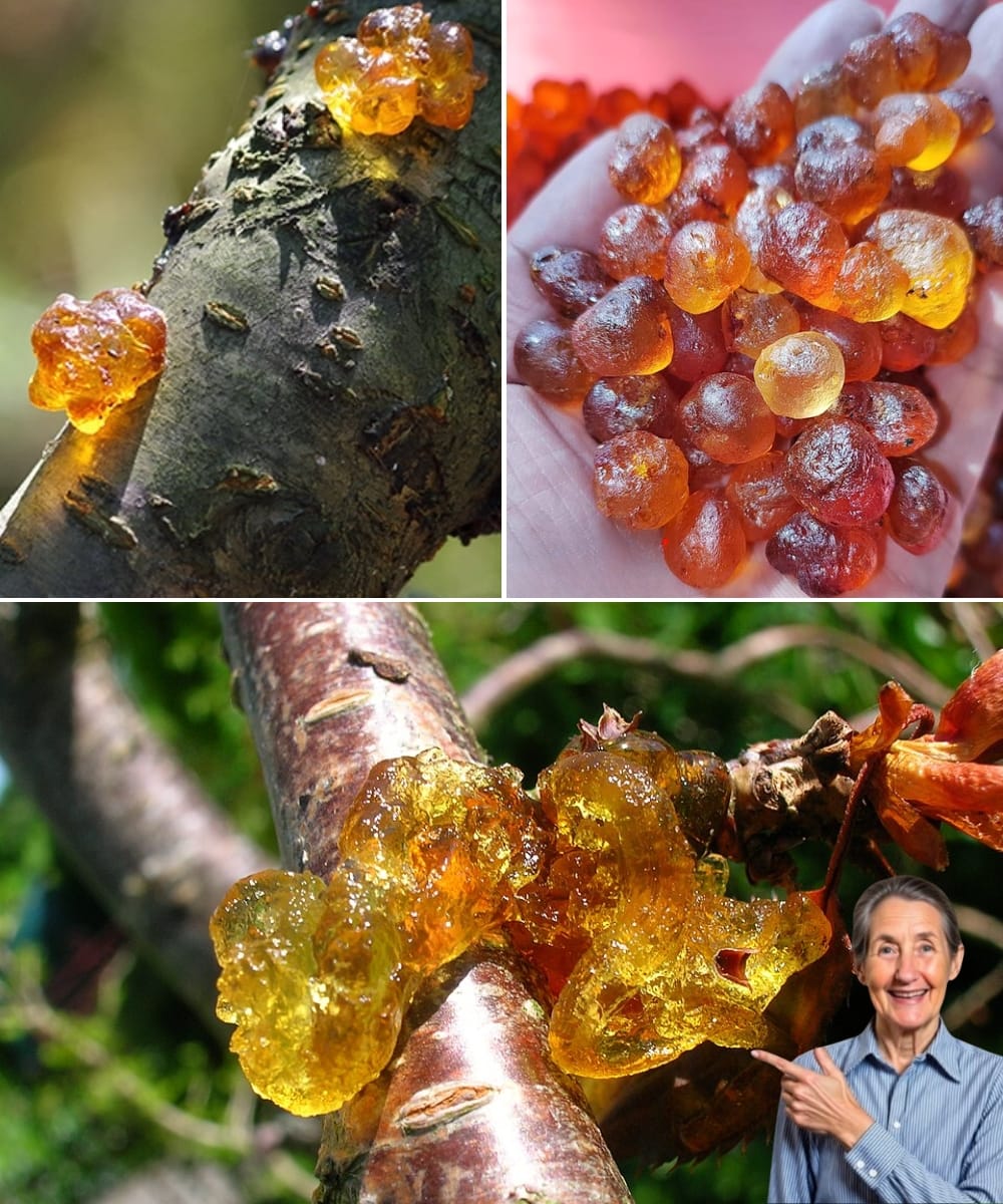 🌸 Unlock the Ancient Secret of Peach Tree Resin: 15 Life-Changing Benefits You’ll Wish You Knew Sooner
