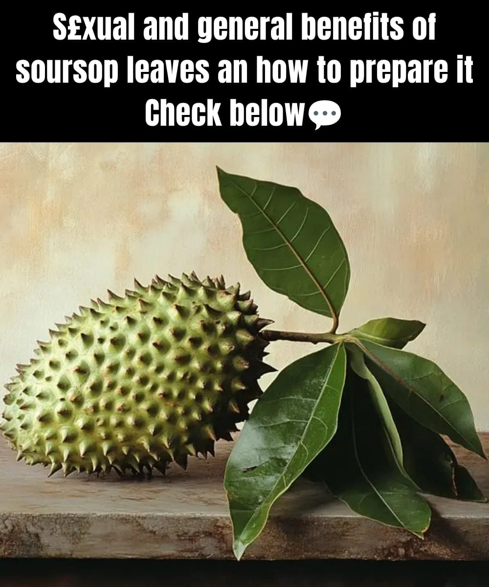Soursop Leaves: 5 Traditional Ways to Use Them for Wellness and Daily Health Support