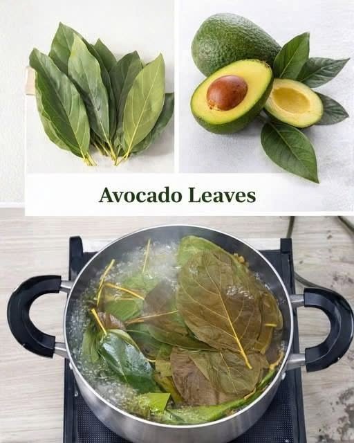 The Hidden Power of Avocado Leaves: Health Benefits of Avocado Leaf Tea