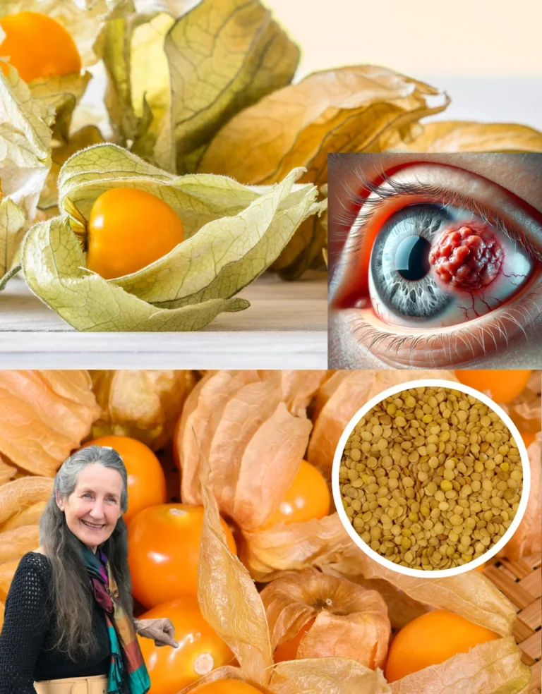 The Remarkable Benefits and Uses of Physalis peruviana (Goldenberry)