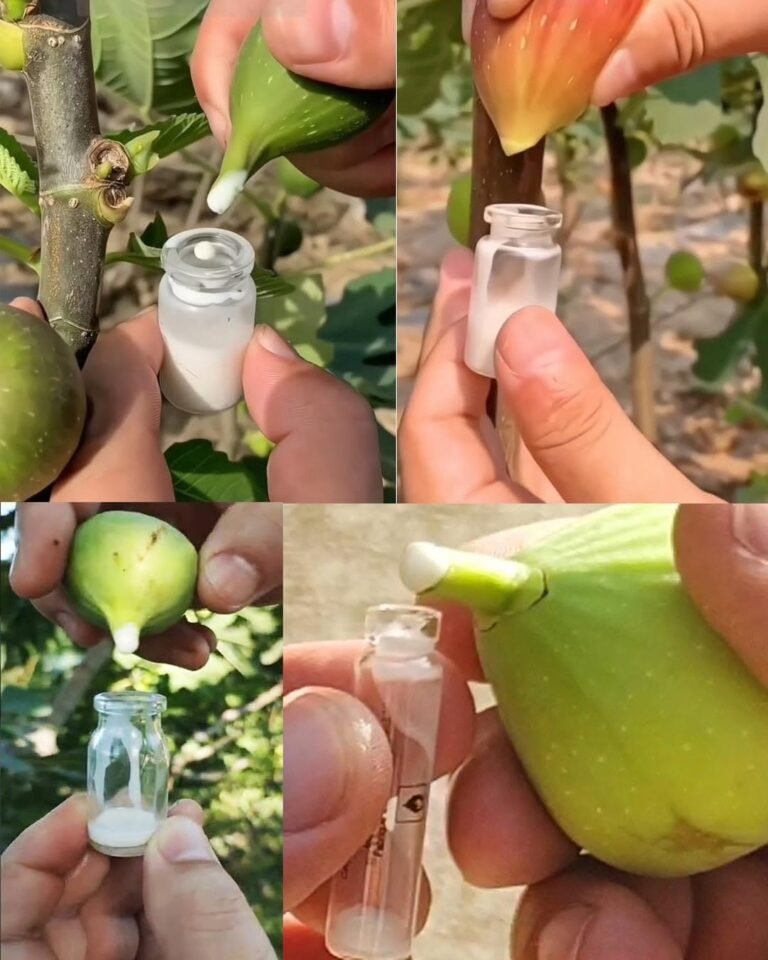 Collecting Fig Sap – What You Should Know