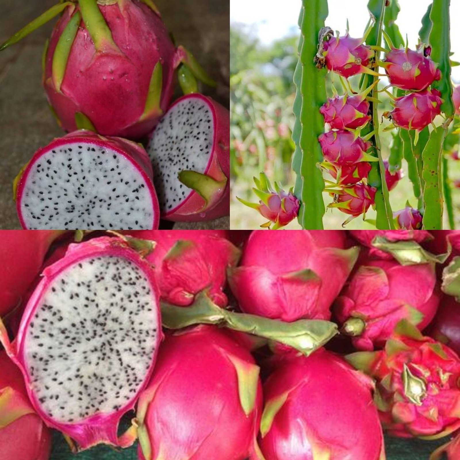 Diseases That Heal with Pitahaya (Dragon Fruit)” — What’s True and What’s Not