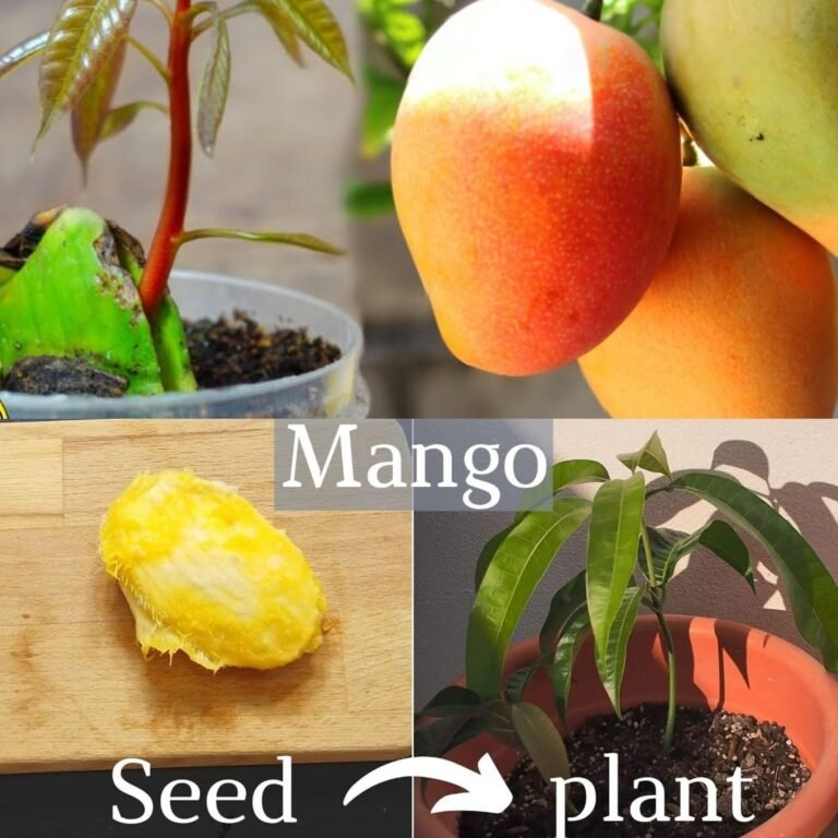 🥭 How to Grow a Mango Tree from Seed