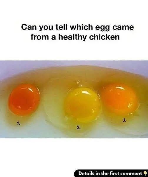 What Egg Yolk Color Really Tells You