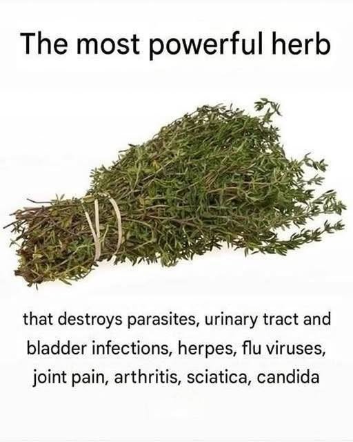 Thyme: A Popular Culinary Herb With a Long History