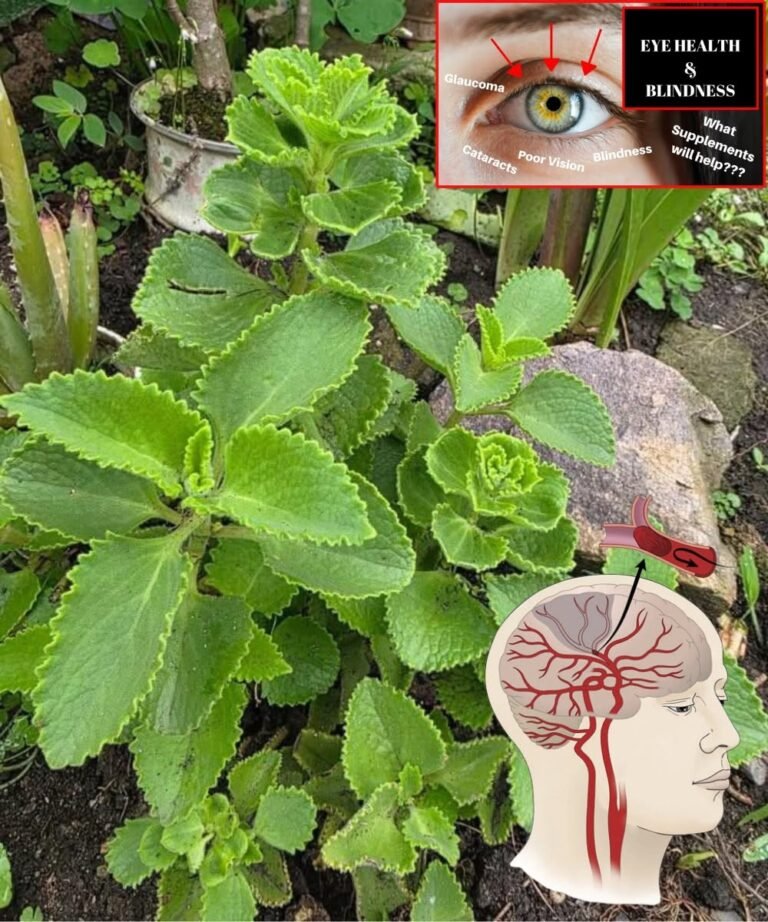Home Remedies with Cuban Oregano (Orégano Orejón) to Improve Vision