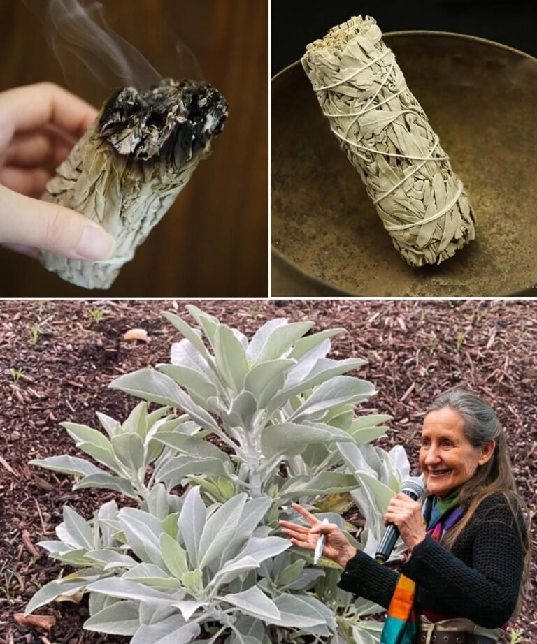 Unlock the Ancient Art of Sage Burning: Cleanse Your Space, Mind, and Soul