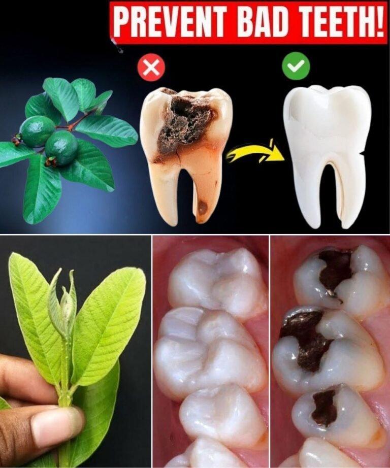 Guava Leaves + Oral Hygiene: What You Should Know