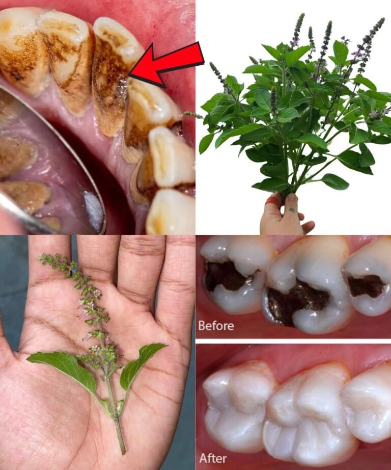 Holy Basil (Tulsi) & Oral Health: What People Traditionally Do