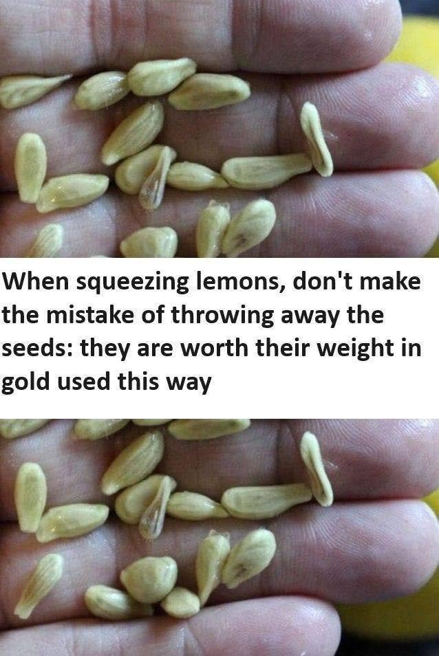 The Hidden Potential of Lemon Seeds: Benefits, Uses, and How to Grow Your Own Lemon Tree