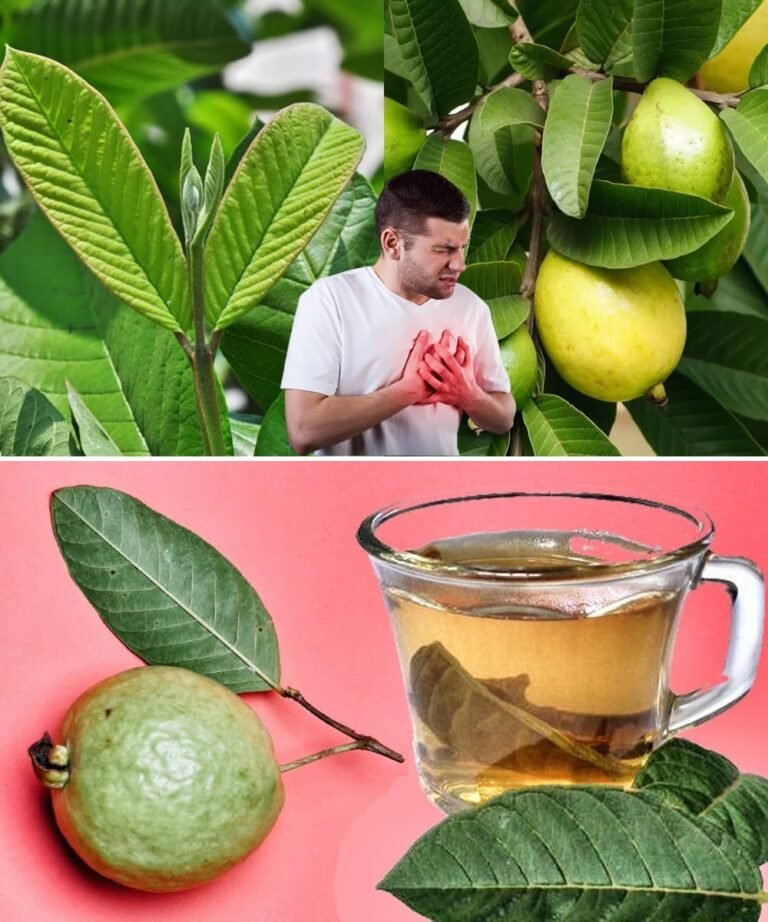 “This Is What Happens When You Drink Guava Leaf Tea – 13 Surprising Benefits”