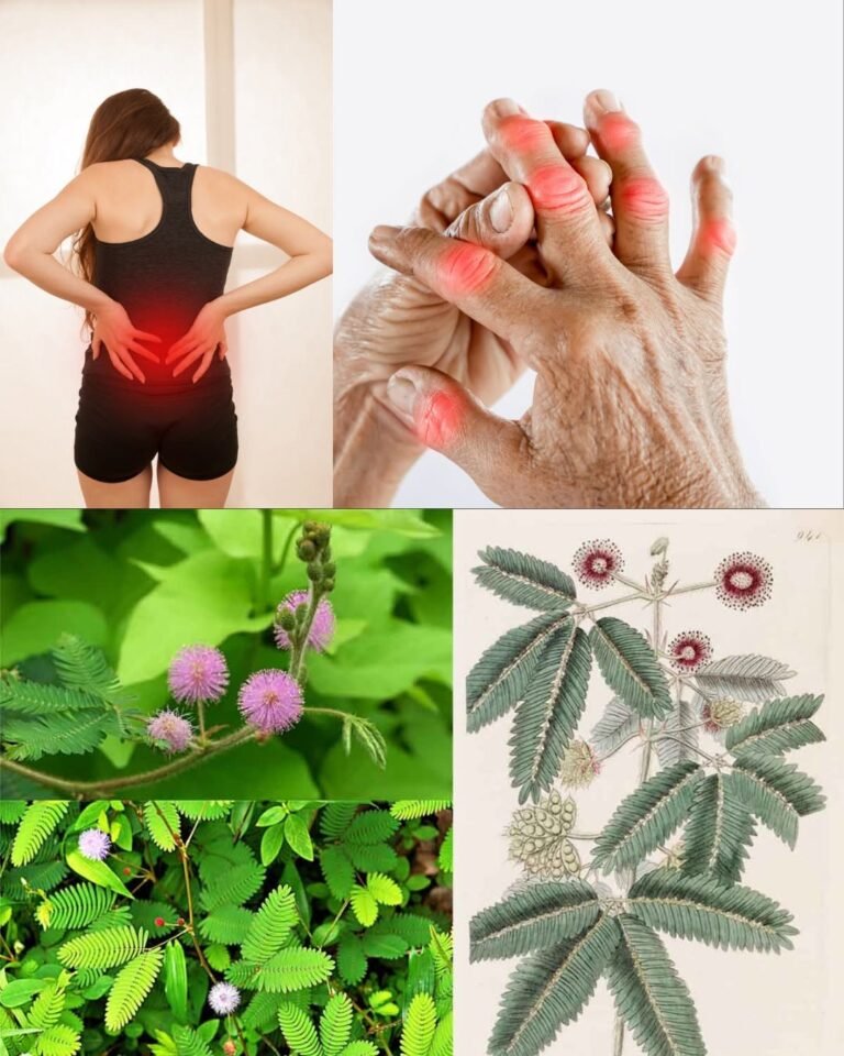 10 Health Benefits of Mimosa pudica and Gentle Ways to Use It
