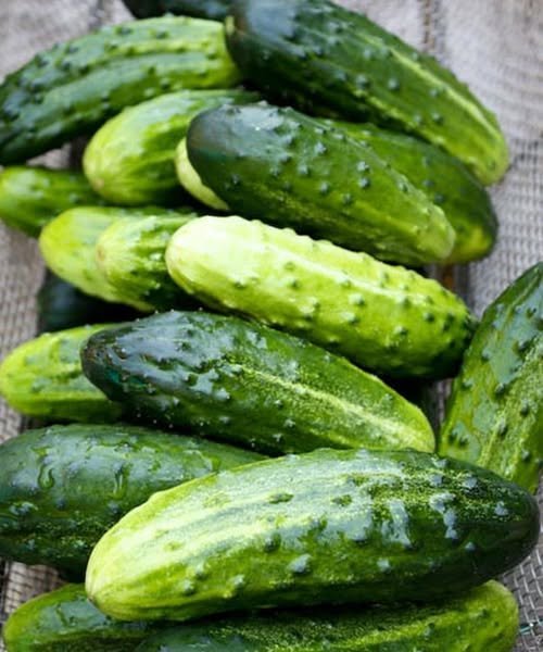 Doctors Reveal That Eating Cucumber in Salads May Offer These Surprising Health Benefits