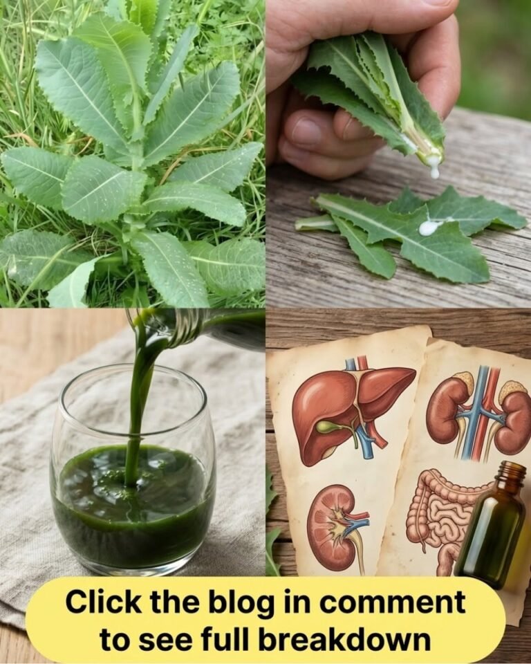 Prickly Lettuce (Wild Lettuce): Traditional Benefits, Uses & Safety Guide