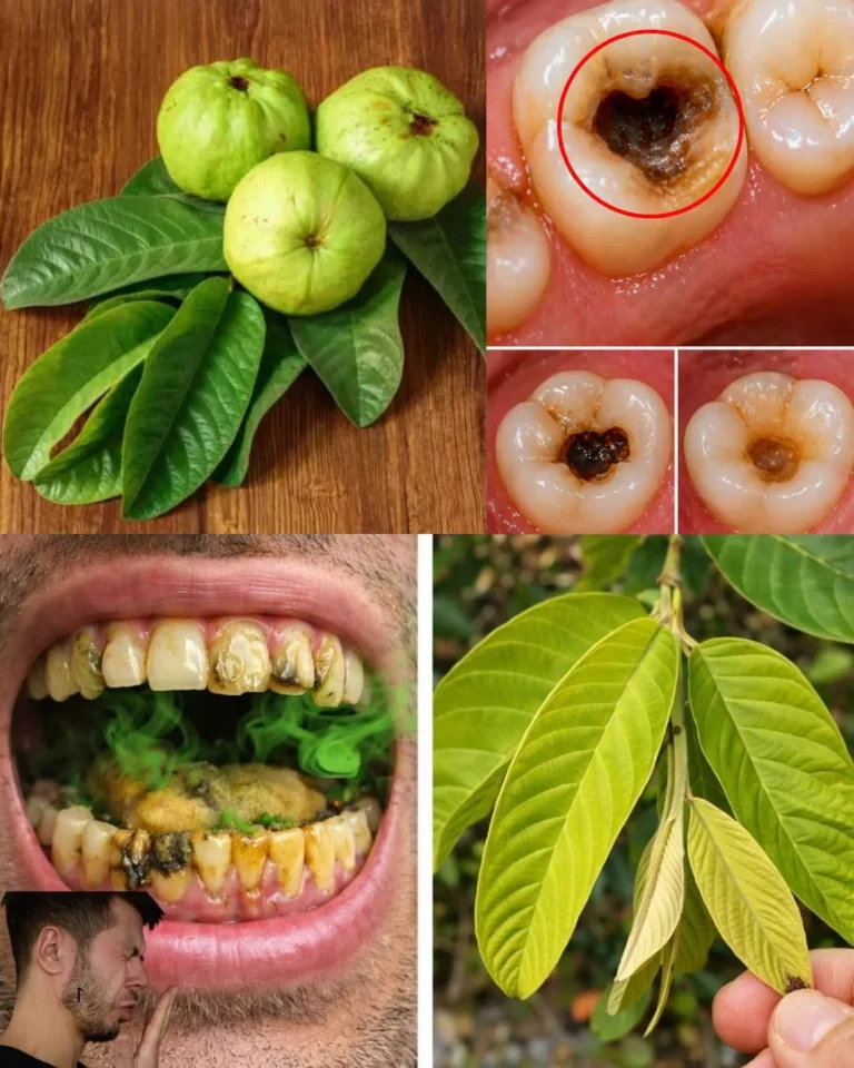 🦷🌿 3 Simple Ways to Use Guava Leaves to Support Everyday Oral Care Naturally