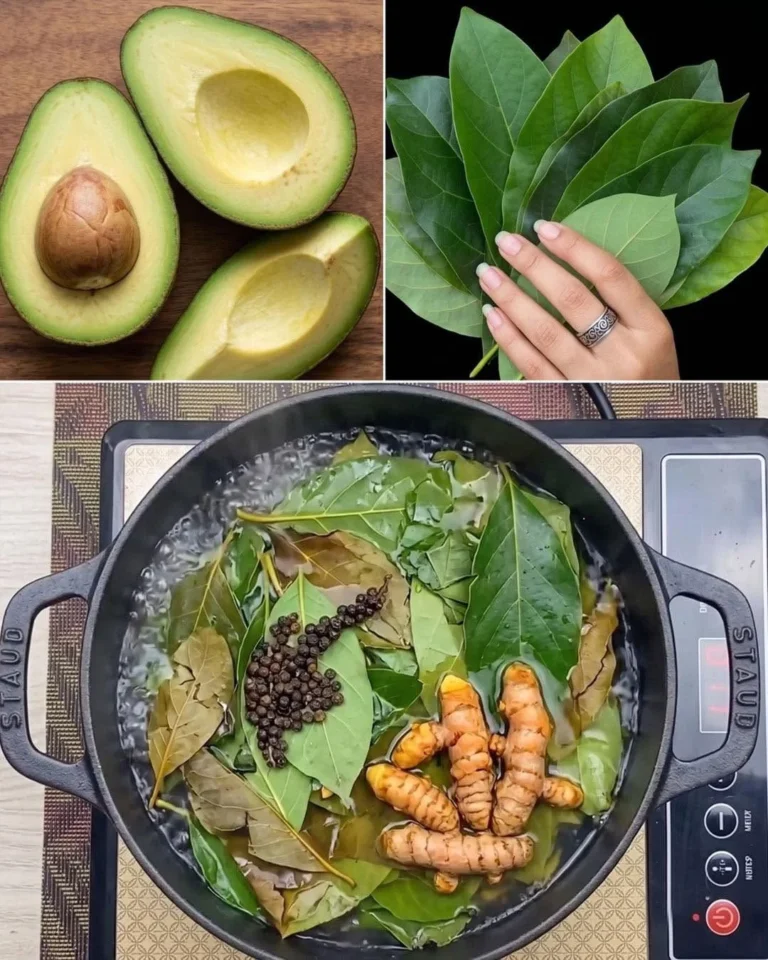 Avocado Leaves Benefits and Uses