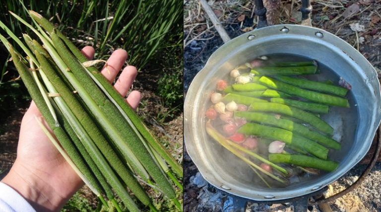 Cattails: Nature’s Hidden Treasure for Food, Medicine, and Survival