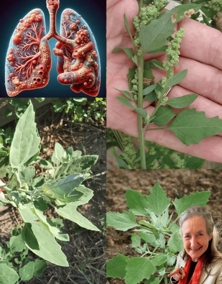 Lamb’s Quarters Unveiled: The Wild Superfood That Packs a Nutritional Punch!