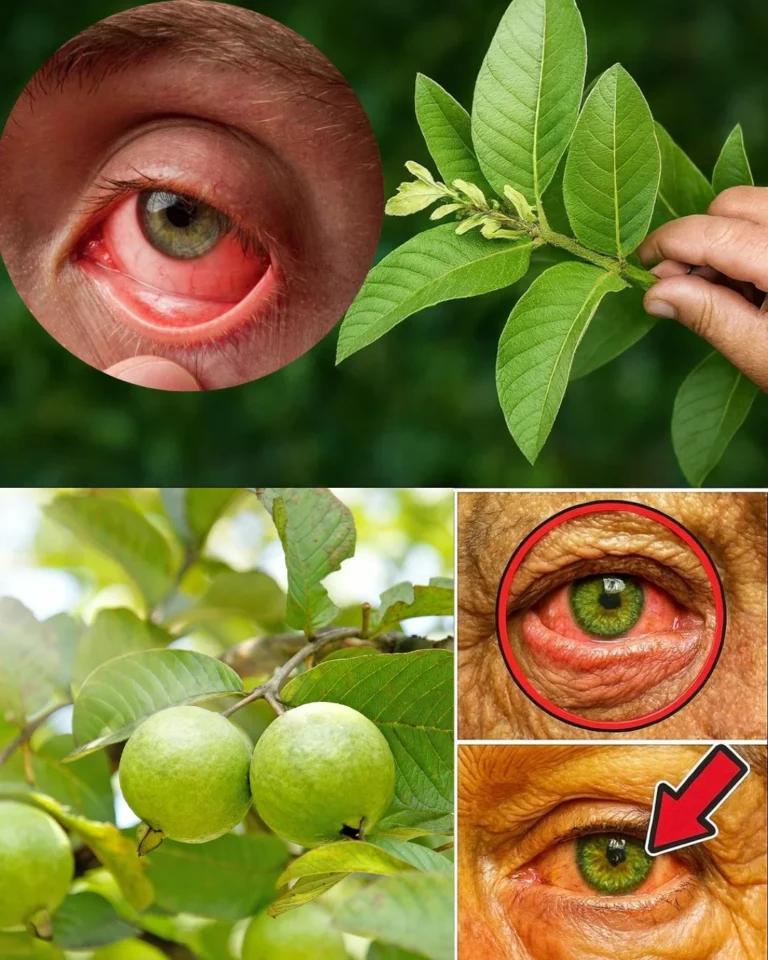 How to Use Guava to Care for Your Eyes: Natural Remedies That Surprise 🌿
