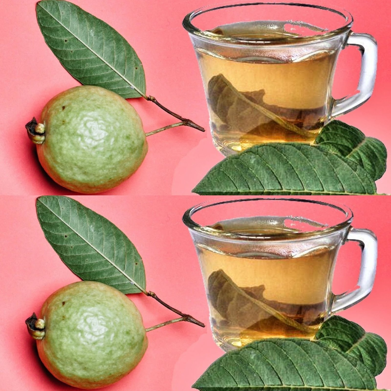 What Happens When You Drink Guava Leaf Tea? – 3 Key Benefits
