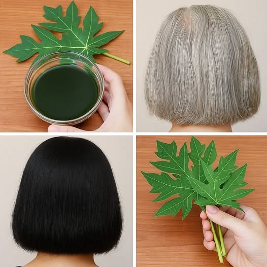 🌿 Papaya Leaves for Hair: Can They Really Help with Gray Hair and Hair Growth?
