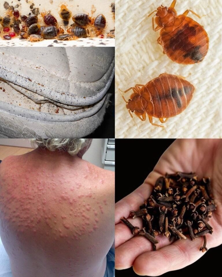 Bed Bugs: How They Live, Why They Spread, and Simple Ways to Remove Them From Your Home