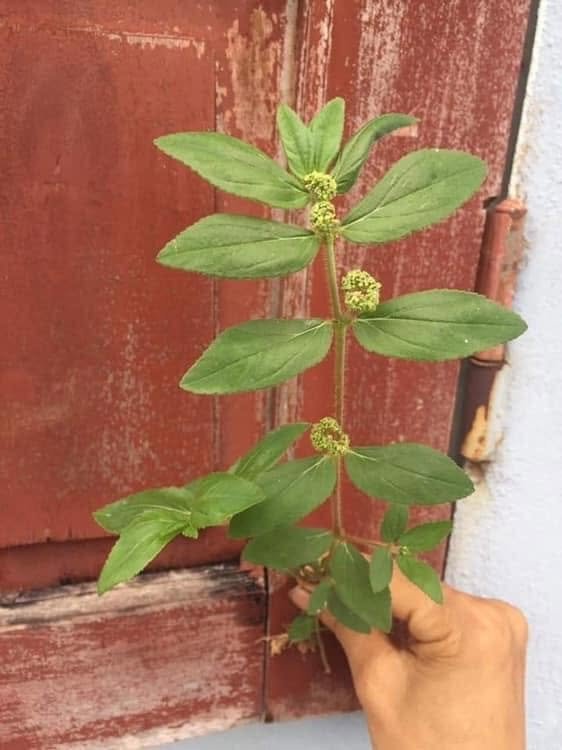 Euphorbia Hirta: A Miraculous Herb with Multifaceted Benefits