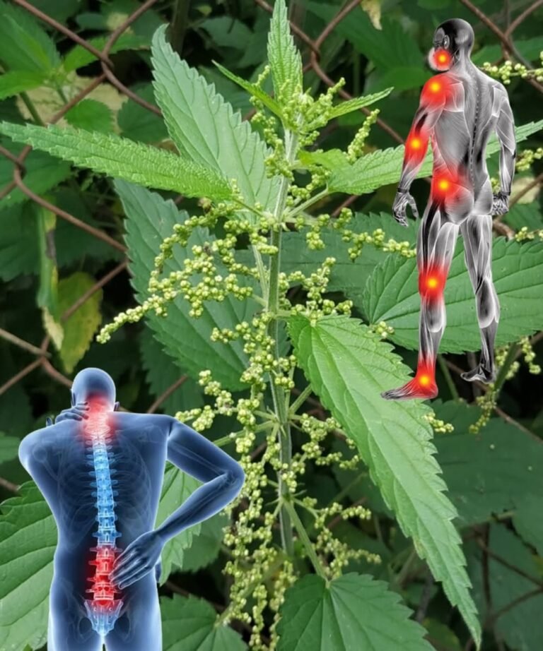 Stinging Nettle Unveiled: 17 Remarkable Remedies to Transform Your Health Naturally