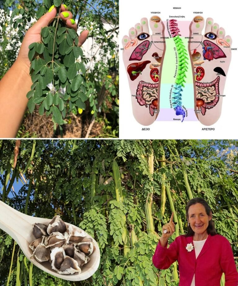 The Miracle Tree: 16 Health Benefits of Moringa & How to Use It