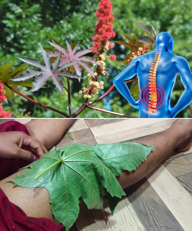 Unlock the Hidden Power of a Timeless Plant