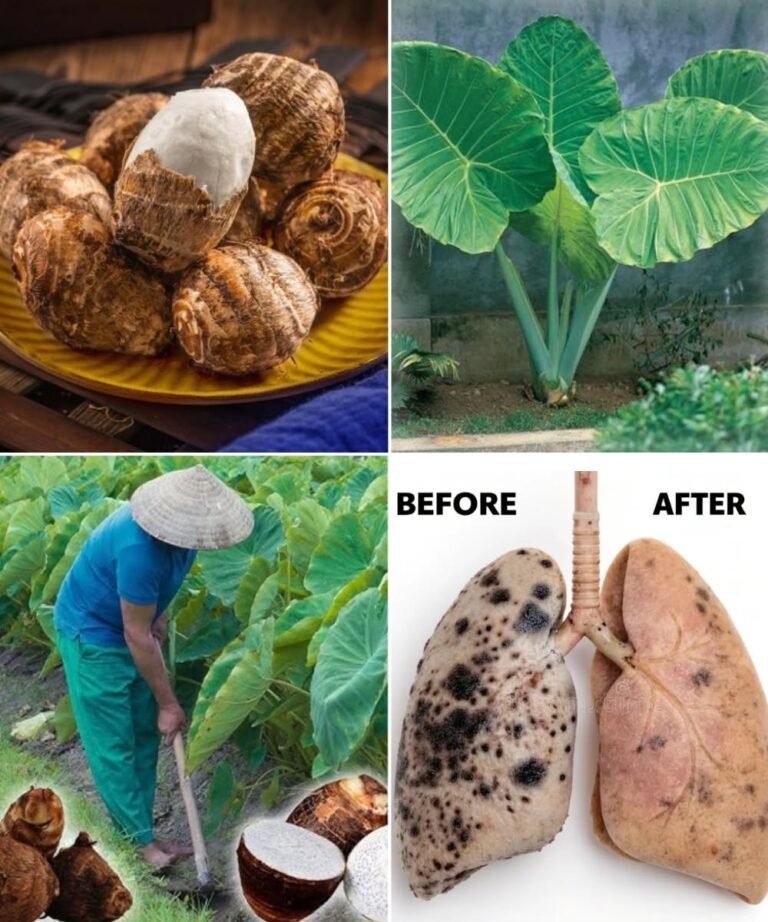 Taro Unraveled: The Hidden Power of This Ancient Root