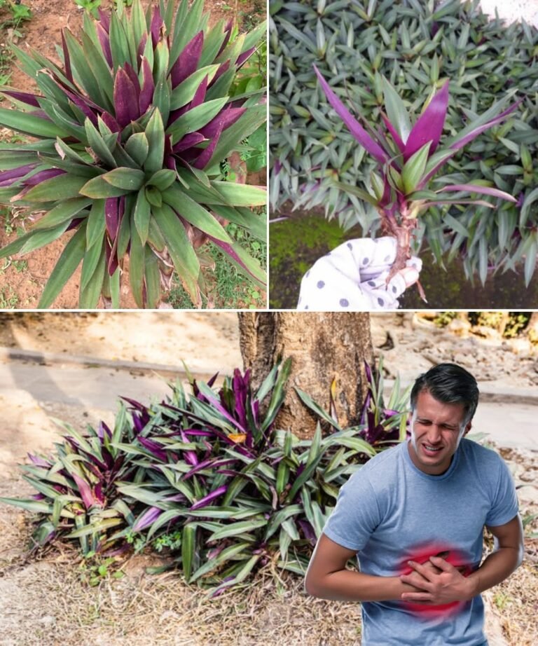 Say Goodbye to Urinary Infections, Asthma, Diabetes, Poor Circulation, Fatty Liver, and Hypertension