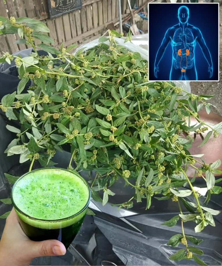 Euphorbia Hirta: 17 Amazing Medicinal Uses of This Powerful Herb