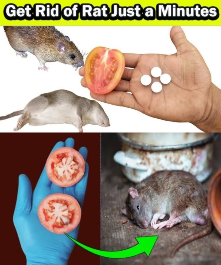 10 Natural Ways to Keep Mice and Rats Away From Your Home 🐭🌿