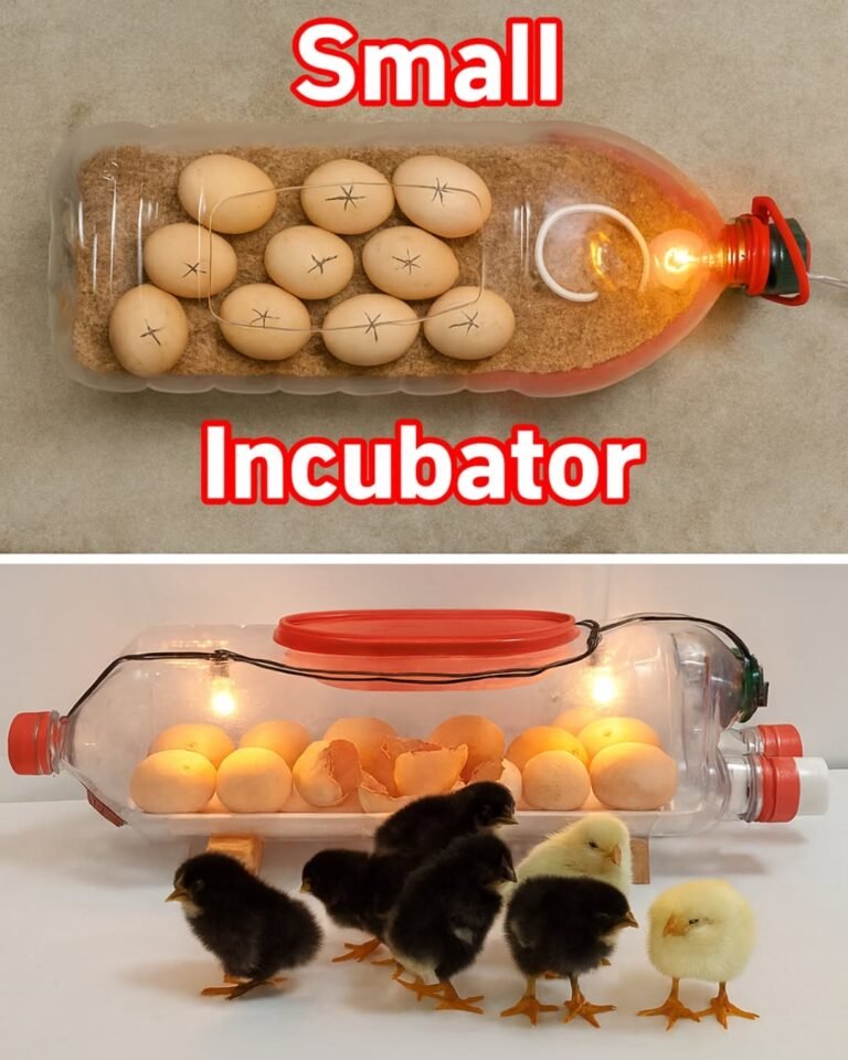 How to Turn a Simple Water Bottle into an Egg Incubator