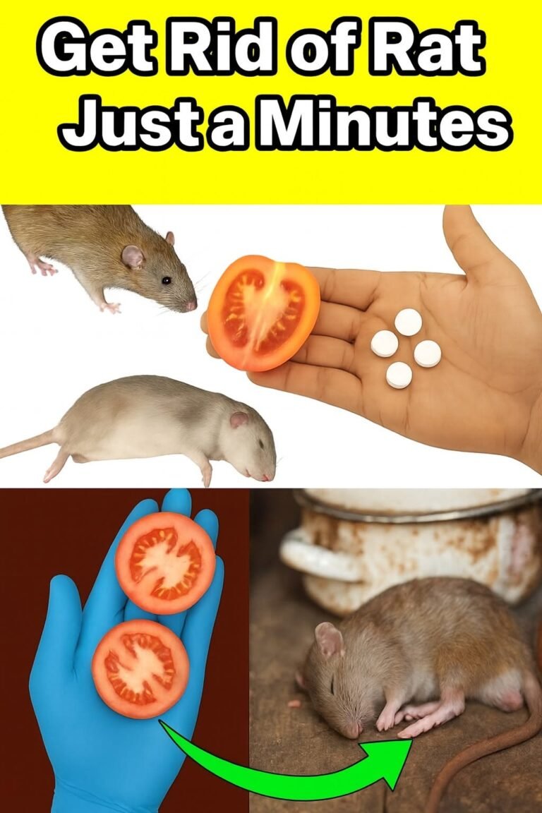 🐀 Outsmart Mice and Rats in Seconds: 10 Brilliant Natural Remedies to Reclaim Your Home