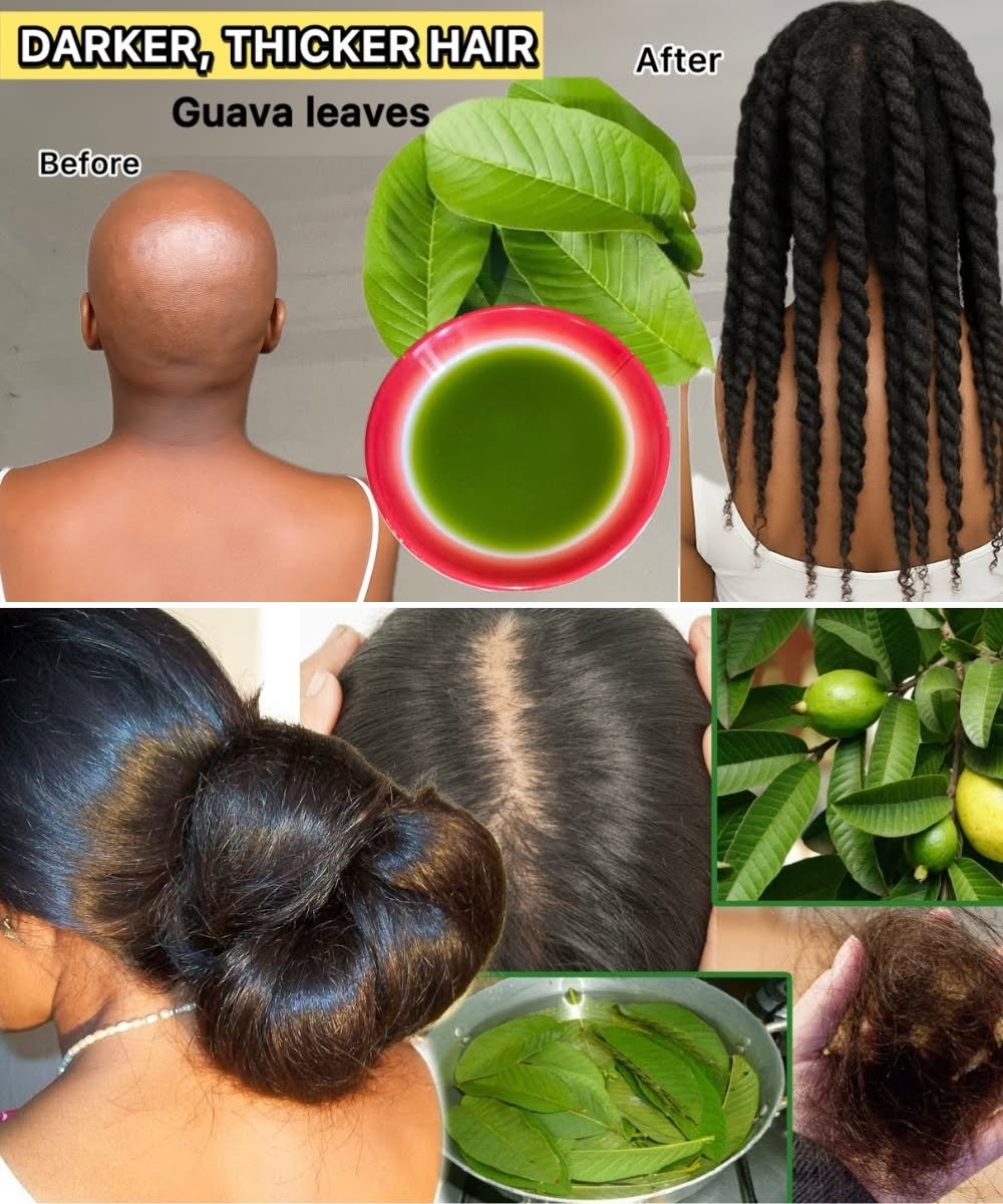 Use Guava Leaves and Your Hair Will Never Stop Growing – Amazing Results After 1 Month