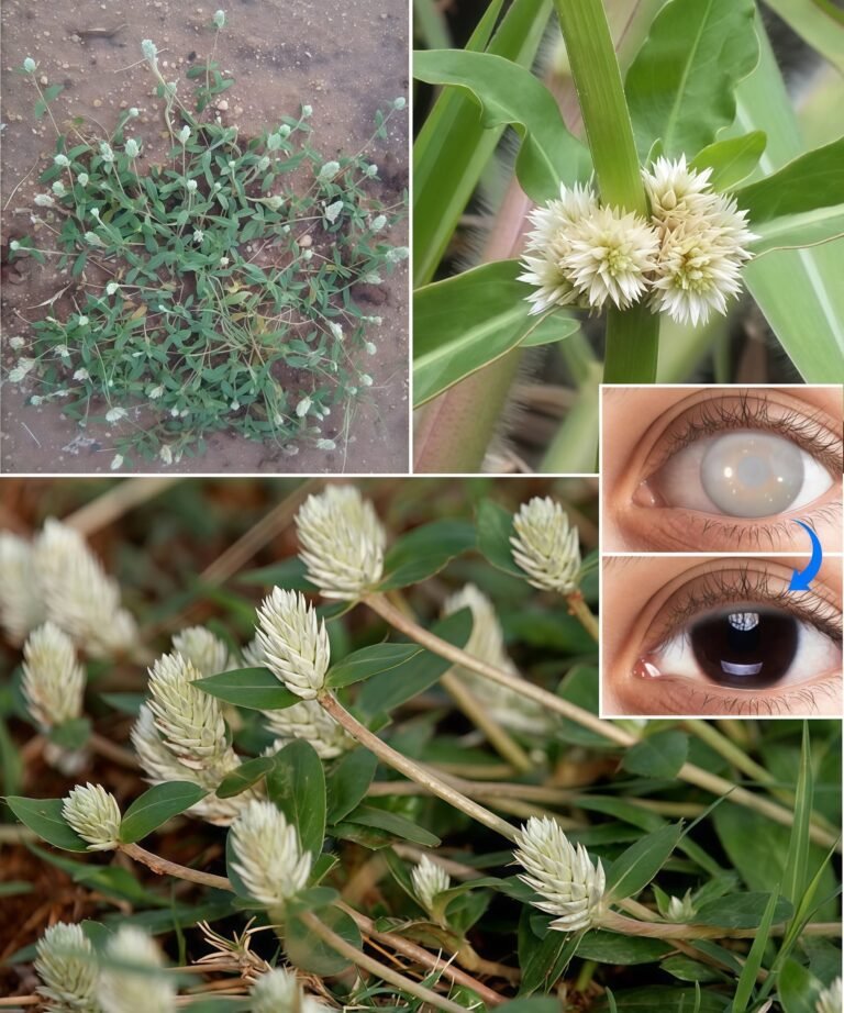 13 Powerful Benefits of Sessile Joyweed (Alternanthera sessilis)