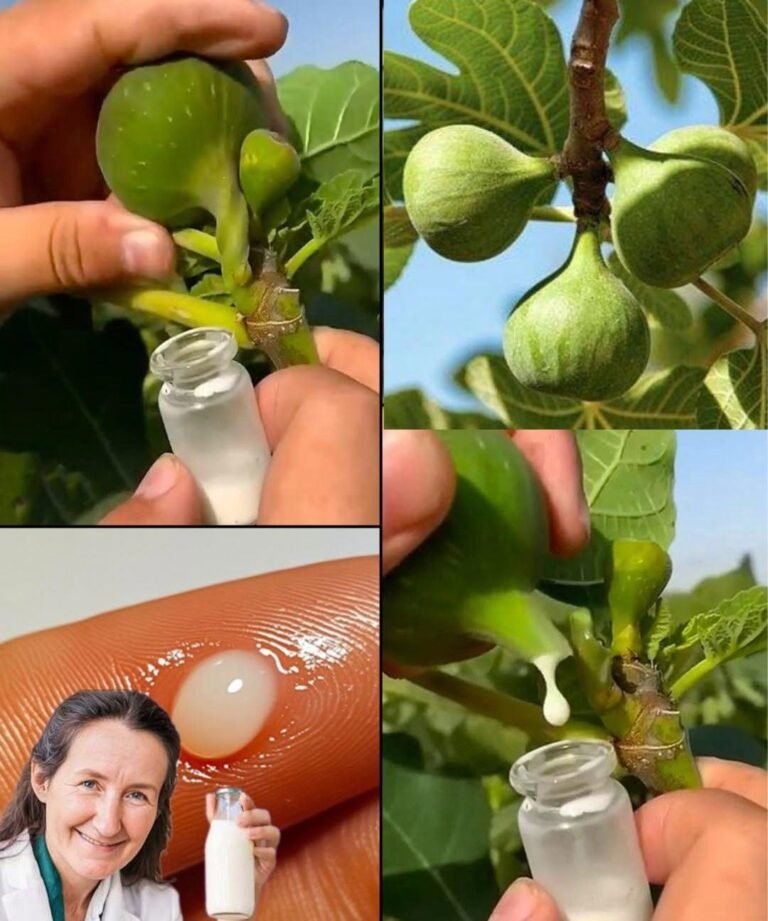 🌿 Fig Sap: Nature’s Quiet Remedy for Skin, Digestion & Everyday Wellness