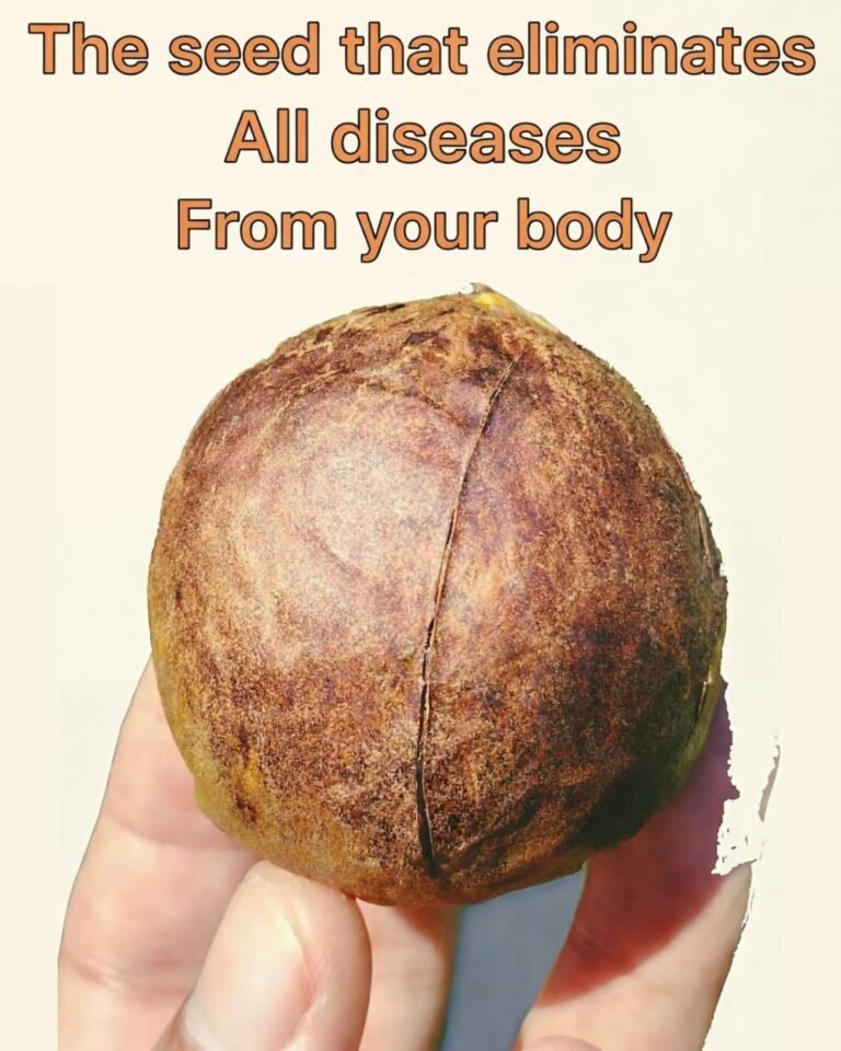 Avocado Seed Benefits: Uses, Properties, and How to Consume It for Better Health