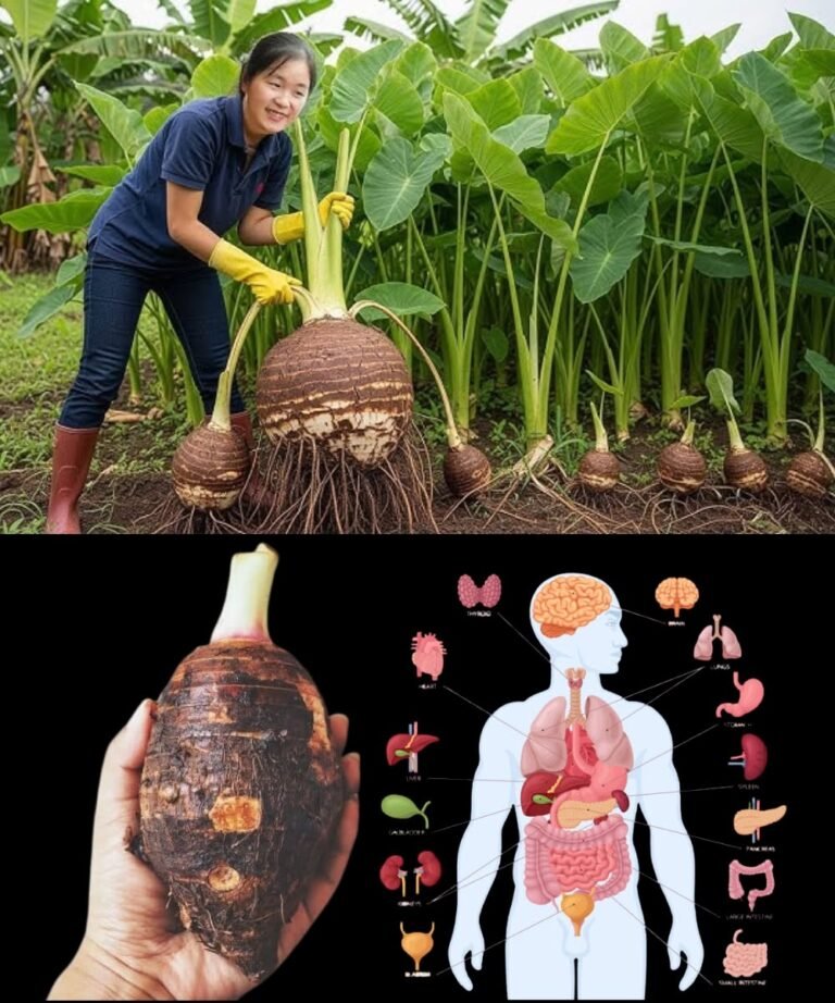 Taro: The Tropical Treasure Your Kitchen — and Your Body — Will Love