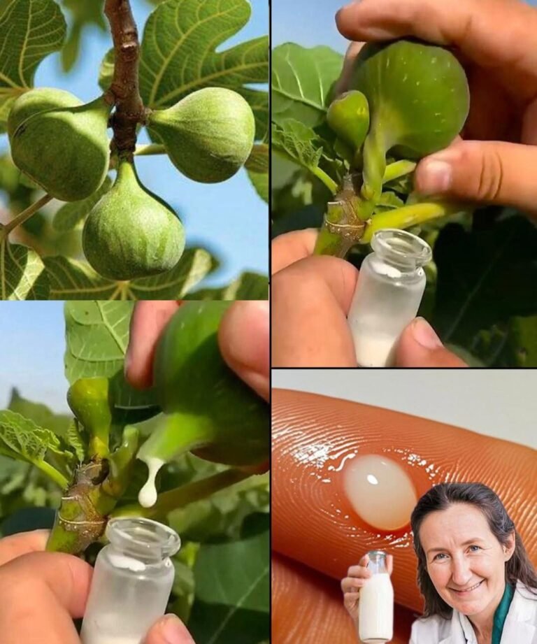 Fig Sap: The Natural Remedy You’ve Never Heard Of (But Should Try)