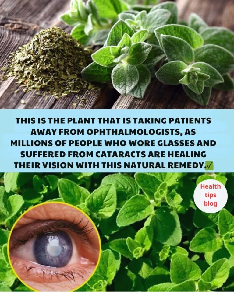 🌿 Oregano Orejon — The Magical Leaf for Eye and Whole-Body Wellness 👁️💚