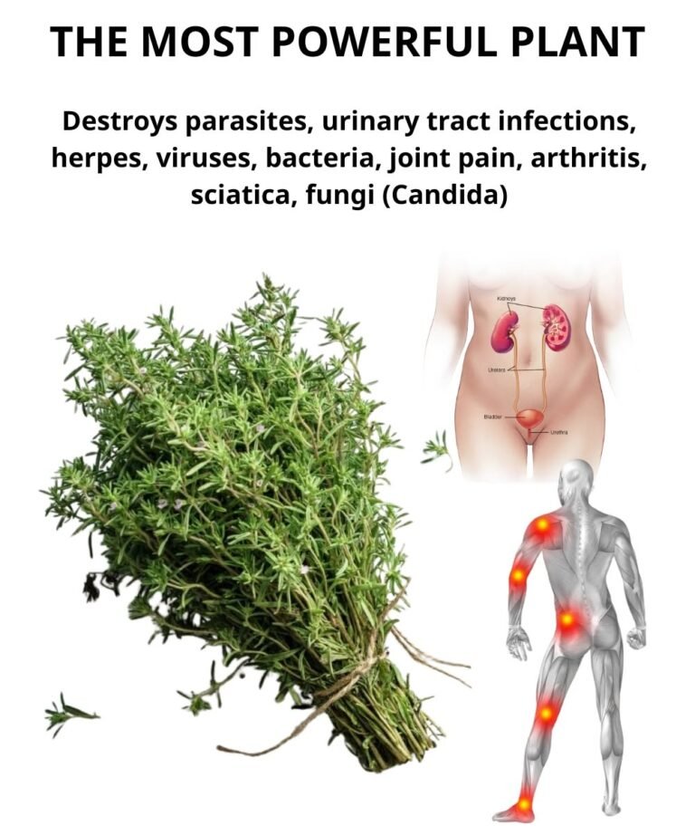 This Plant Is More Than Just a Kitchen Herb — It’s One of the Most Powerful on Earth