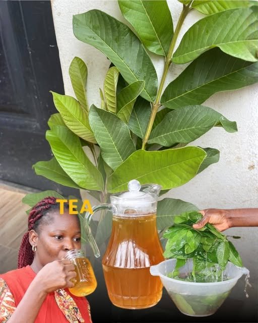 If You Regularly Drink Guava Leaf Tea, You May Never Suffer From These Common Health Issues