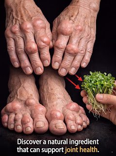 Alfalfa: A Gentle Green Ally for Kidney and Joint Health 🌿🌿
